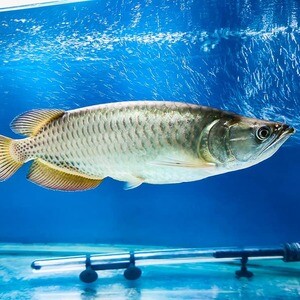 Power blue base Arowana | PostAds PH