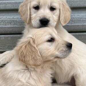 Golden retriever Puppies | PostAds PH