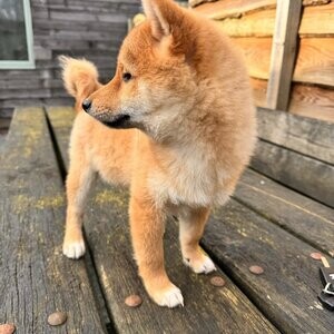 Shiba Inu puppies | PostAds PH