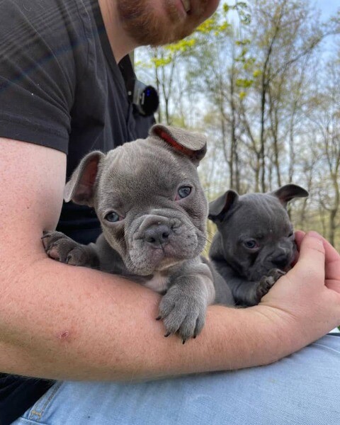 French Bulldog puppies for sale.Please contact us on Viber: +639660614145