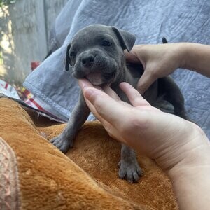 American Bully pups needs rehoming | PostAds PH