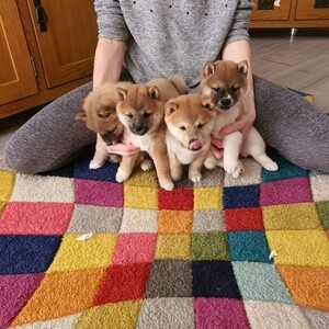 Amazing Shiba Inu Puppies Available.Please contact us on Viber: +639660614145 | PostAds PH