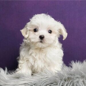 Beautiful Maltese Puppies.Please contact us on Viber: +639660614145 | PostAds PH