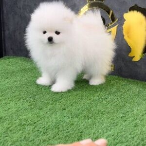 Pomeranian puppies ready for adoption.Please contact us on Viber: +639660614145 | PostAds PH