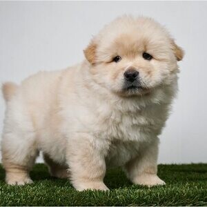 Chow Chow Puppies for Your Home.Please contact us on Viber: +639660614145 | PostAds PH