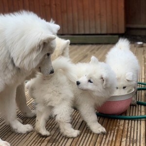 Gorgeous Samoyed Puppies For Lovely Homes.Please contact us on Viber: +639660614145 | PostAds PH