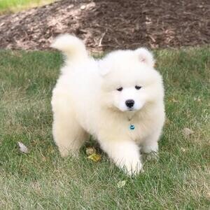 Well socialised Samoyed puppies.Please contact us on Viber: +639660614145 | PostAds PH