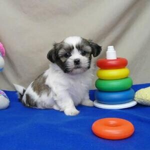 Adorable SHIH TZU PUPPIES !!!.Please contact us on Viber: +639660614145 | PostAds PH