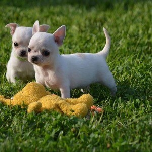 Attractive Chihuahua puppies.Please contact us on Viber: +639660614145 | PostAds PH