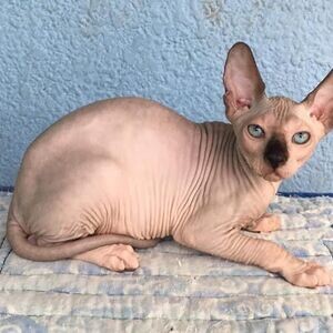 Sphynx cat / kittens for sale (Sphynx kittens) | PostAds PH