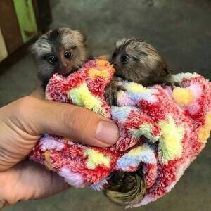 Capuchin & Marmoset Monkeys | PostAds PH