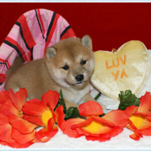 Shiba Inu Puppy | PostAds PH