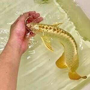 golden crossback 6 inch-wholesale | PostAds PH