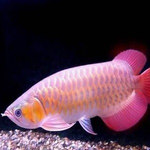 arowana blue base golden 6 inch-wholesale price | PostAds PH