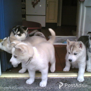 Beautiful Siberian husky puppies for Sale | PostAds PH