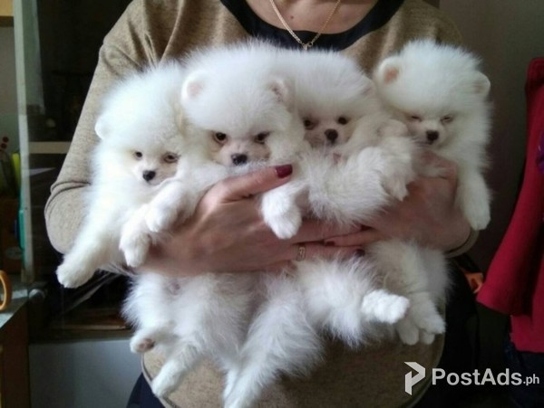 Available Pomeranian pups for new homes