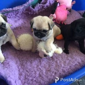 ADORABLE PUG PUPPIES FOR SALE TO ANY GOOD AND CARING HOME | PostAds PH