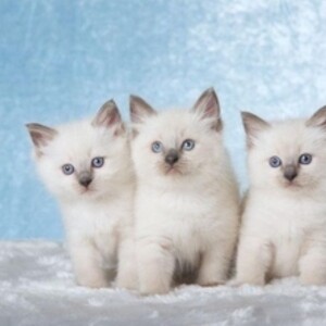Quality Ragdoll kittens for Re-homing | PostAds PH