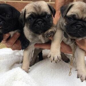 Pure bred pug puppies fawn | PostAds PH