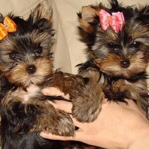 Yorkshire Terrier puppies | PostAds PH
