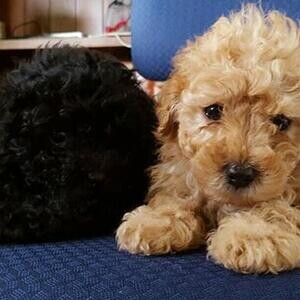 Amazing Toy poodle puppies | PostAds PH