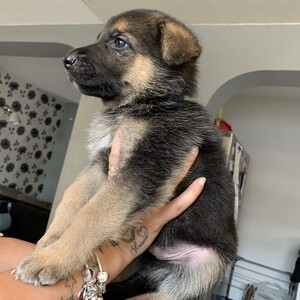 German Shepherd Puppies | PostAds PH