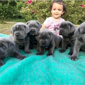 cane corso puppies available | PostAds PH