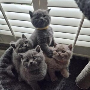 british shorthair kittens | PostAds PH