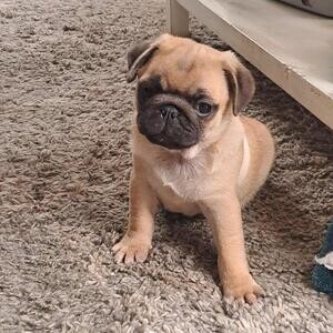 Adorable pugs for sale!! | PostAds PH