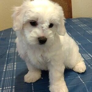 Coton de Tulear puppy | PostAds PH