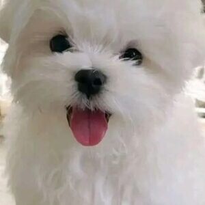 Beautiful Maltese puppies Whatsapp:+63-9455-189-371 Viber:+63-9455-189-371 | PostAds PH