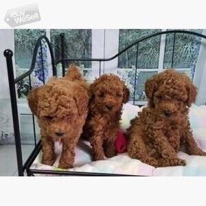 Poodle Puppies Whatsapp:+63-9455-189-371 Viber:+63-9455-189-371 | PostAds PH