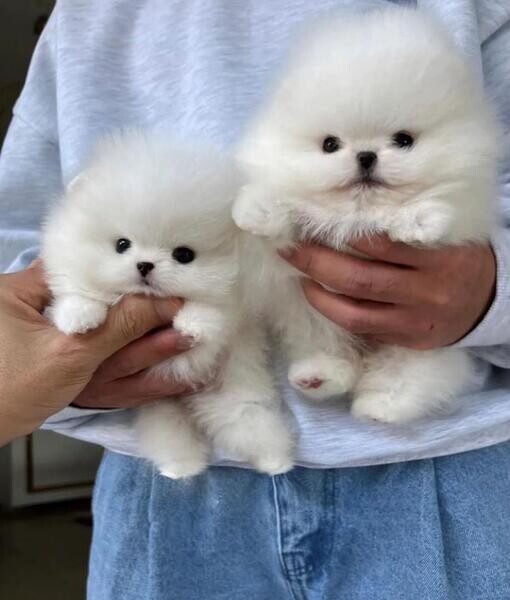 Cute lovely Pomeranian puppies