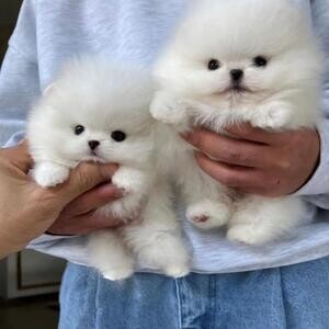 Cute lovely Pomeranian puppies | PostAds PH
