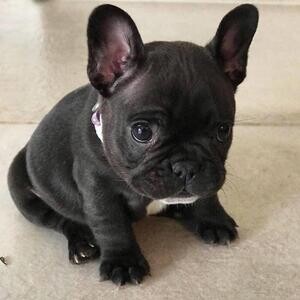 French Bulldog puppies | PostAds PH
