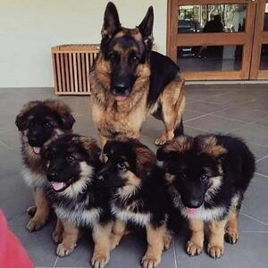 Healthy German Shepherd puppies | PostAds PH