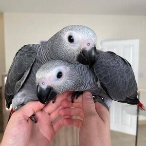 African Grey Parrots available | PostAds PH