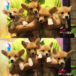 Corgi puppies for sale | PostAds PH