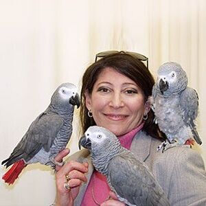 African Grey parrots for sale | PostAds PH