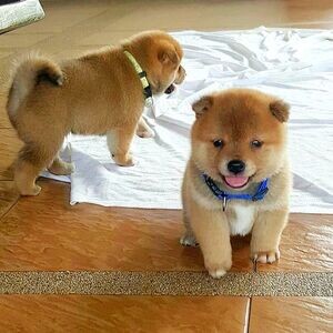 Shiba Inu puppies for sale | PostAds PH