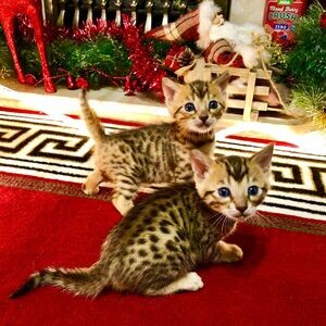 Marvelous Bengal Kittens Looking For New Homes!whatsapp me if intereste | PostAds PH