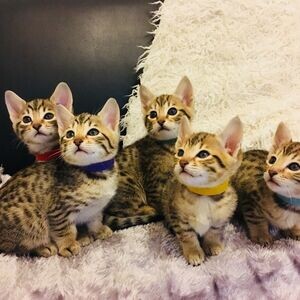 Cute F1 Savannah kittens for adoption.whatsapp me if interested: +31970 | PostAds PH