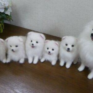 Pomeranian puppies for sale. | PostAds PH