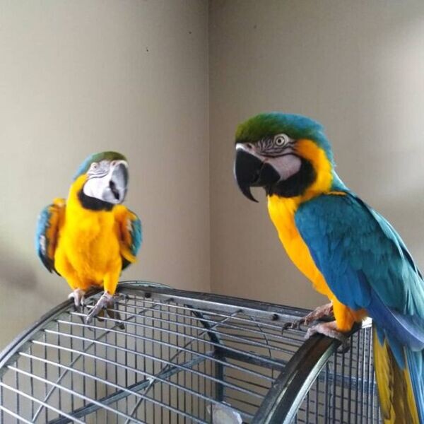 Blue and Gold Macaw parrots for sale