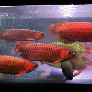 Arowana fish for sale. | PostAds PH