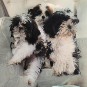 For Rehome | PostAds PH
