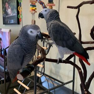 African Grey Parrots | PostAds PH