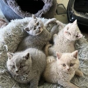 lovely british shorthair kittens | PostAds PH