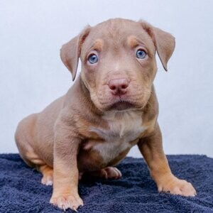 American Bully Puppies | PostAds PH