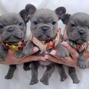 French bulldog fem proven | PostAds PH